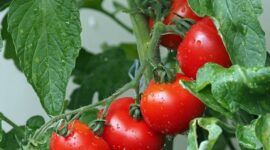 Tomat dikenal sebagai buah yang rendah kalori dan lemak serta kaya akan vitamin dan mineral. (Pixabay.com/@kie-ker)
