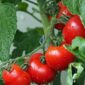 Tomat dikenal sebagai buah yang rendah kalori dan lemak serta kaya akan vitamin dan mineral. (Pixabay.com/@kie-ker)