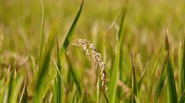 Bapanas menegaskan agar Perum Bulog menyerap produksi dalam negeri sebanyak-banyaknya pada periode panen raya. (Pixabay.com/manseok_Kim)

