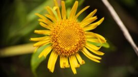 Foto close-up menunjukkan bagian akar tanaman Fibraurea tinctoria atau akar kuning dengan warna khasnya yang cerah, menonjolkan tekstur dan karakteristiknya sebagai bahan herbal tradisional. Akar ini sering digunakan dalam pengobatan tradisional masyarakat adat Kalimantan.