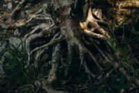 Potongan akar kuning (Fibraurea tinctoria) yang memperlihatkan warna kuning keemasannya yang khas, menandakan kandungan senyawa bioaktif bermanfaat. Akar ini merupakan salah satu harta karun alam dari hutan tropis Kalimantan.
