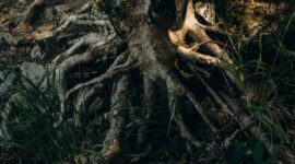 Potongan akar kuning (Fibraurea tinctoria) yang memperlihatkan warna kuning keemasannya yang khas, menandakan kandungan senyawa bioaktif bermanfaat. Akar ini merupakan salah satu harta karun alam dari hutan tropis Kalimantan.