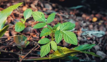 Akar Kuning: Rahasia Kesehatan Hutan Borneo yang Mengagumkan
