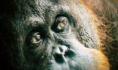 Menjaga Hutan Wehea: Jantung Borneo yang Berdenyut di Tengah Ancaman