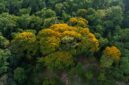 Pemandangan udara memperlihatkan kanopi hutan hujan tropis yang lebat di Hutan Lindung Wehea, rumah bagi berbagai satwa endemik Kalimantan, termasuk orangutan yang bergelantungan di antara pepohonan. Vegetasi hijau yang tak terjamah ini menjadi simbol pentingnya upaya konservasi untuk menjaga keberlangsungan ekosistem.