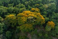 Pemandangan udara memperlihatkan kanopi hutan hujan tropis yang lebat di Hutan Lindung Wehea, rumah bagi berbagai satwa endemik Kalimantan, termasuk orangutan yang bergelantungan di antara pepohonan. Vegetasi hijau yang tak terjamah ini menjadi simbol pentingnya upaya konservasi untuk menjaga keberlangsungan ekosistem.