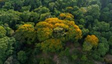 Pemandangan udara memperlihatkan kanopi hutan hujan tropis yang lebat di Hutan Lindung Wehea, rumah bagi berbagai satwa endemik Kalimantan, termasuk orangutan yang bergelantungan di antara pepohonan. Vegetasi hijau yang tak terjamah ini menjadi simbol pentingnya upaya konservasi untuk menjaga keberlangsungan ekosistem.