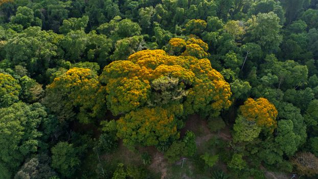 Pemandangan udara memperlihatkan kanopi hutan hujan tropis yang lebat di Hutan Lindung Wehea, rumah bagi berbagai satwa endemik Kalimantan, termasuk orangutan yang bergelantungan di antara pepohonan. Vegetasi hijau yang tak terjamah ini menjadi simbol pentingnya upaya konservasi untuk menjaga keberlangsungan ekosistem.