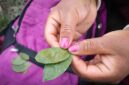 Seorang tetua adat Dayak sedang menunjukkan berbagai jenis tanaman obat yang tumbuh subur di hutan Kalimantan, bahan utama untuk ramuan tradisional mereka yang telah terbukti khasiatnya. Foto ini menggambarkan kekayaan alam dan pengetahuan lokal yang diwariskan secara turun-temurun.