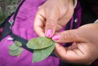 Seorang tetua adat Dayak sedang menunjukkan berbagai jenis tanaman obat yang tumbuh subur di hutan Kalimantan, bahan utama untuk ramuan tradisional mereka yang telah terbukti khasiatnya. Foto ini menggambarkan kekayaan alam dan pengetahuan lokal yang diwariskan secara turun-temurun.