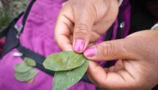 Seorang tetua adat Dayak sedang menunjukkan berbagai jenis tanaman obat yang tumbuh subur di hutan Kalimantan, bahan utama untuk ramuan tradisional mereka yang telah terbukti khasiatnya. Foto ini menggambarkan kekayaan alam dan pengetahuan lokal yang diwariskan secara turun-temurun.