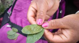 Seorang tetua adat Dayak sedang menunjukkan berbagai jenis tanaman obat yang tumbuh subur di hutan Kalimantan, bahan utama untuk ramuan tradisional mereka yang telah terbukti khasiatnya. Foto ini menggambarkan kekayaan alam dan pengetahuan lokal yang diwariskan secara turun-temurun.