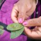 Seorang tetua adat Dayak sedang menunjukkan berbagai jenis tanaman obat yang tumbuh subur di hutan Kalimantan, bahan utama untuk ramuan tradisional mereka yang telah terbukti khasiatnya. Foto ini menggambarkan kekayaan alam dan pengetahuan lokal yang diwariskan secara turun-temurun.