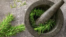 Seorang peramu tradisional Kutai menunjukkan akar Pasak Bumi yang baru dipanen, salah satu ramuan herbal paling terkenal dari Kalimantan Timur yang dipercaya ampuh meningkatkan vitalitas.