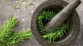 Seorang peramu tradisional Kutai menunjukkan akar Pasak Bumi yang baru dipanen, salah satu ramuan herbal paling terkenal dari Kalimantan Timur yang dipercaya ampuh meningkatkan vitalitas.