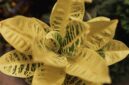 Potongan akar kuning yang dikeringkan, menunjukkan warna kuning cerah khasnya yang menjadi alasan penamaan tumbuhan ini. Akar ini banyak dimanfaatkan dalam pengobatan tradisional masyarakat adat di Kalimantan.