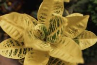 Potongan akar kuning yang dikeringkan, menunjukkan warna kuning cerah khasnya yang menjadi alasan penamaan tumbuhan ini. Akar ini banyak dimanfaatkan dalam pengobatan tradisional masyarakat adat di Kalimantan.