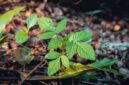 Akar kuning atau *Arcangelisia flava* tumbuh menjalar di hutan tropis Kalimantan, menunjukkan batangnya yang berwarna kuning cerah. Tanaman ini adalah sumber alami berberin, senyawa aktif yang memiliki berbagai khasiat pengobatan, menjadikannya warisan berharga dari kearifan lokal.