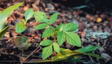 Akar kuning atau *Arcangelisia flava* tumbuh menjalar di hutan tropis Kalimantan, menunjukkan batangnya yang berwarna kuning cerah. Tanaman ini adalah sumber alami berberin, senyawa aktif yang memiliki berbagai khasiat pengobatan, menjadikannya warisan berharga dari kearifan lokal.