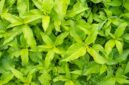 Akar kuning (Fibraurea tinctoria) yang berwarna cerah, siap diolah menjadi ramuan herbal. Tanaman endemik Kalimantan ini kaya akan senyawa bioaktif yang berpotensi mengatasi berbagai masalah kesehatan.