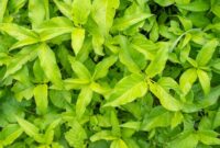 Akar kuning (Fibraurea tinctoria) yang berwarna cerah, siap diolah menjadi ramuan herbal. Tanaman endemik Kalimantan ini kaya akan senyawa bioaktif yang berpotensi mengatasi berbagai masalah kesehatan.