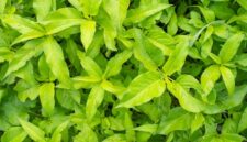 Akar kuning (Fibraurea tinctoria) yang berwarna cerah, siap diolah menjadi ramuan herbal. Tanaman endemik Kalimantan ini kaya akan senyawa bioaktif yang berpotensi mengatasi berbagai masalah kesehatan.