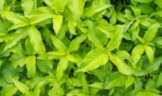 Menguak Rahasia Akar Kuning: Obat Tradisional Kalimantan untuk Masa Depan