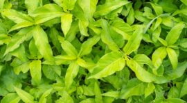 Akar kuning (Fibraurea tinctoria) yang berwarna cerah, siap diolah menjadi ramuan herbal. Tanaman endemik Kalimantan ini kaya akan senyawa bioaktif yang berpotensi mengatasi berbagai masalah kesehatan.