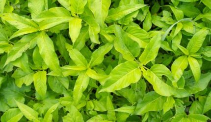 Menguak Rahasia Akar Kuning: Obat Tradisional Kalimantan untuk Masa Depan