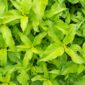 Akar kuning (Fibraurea tinctoria) yang berwarna cerah, siap diolah menjadi ramuan herbal. Tanaman endemik Kalimantan ini kaya akan senyawa bioaktif yang berpotensi mengatasi berbagai masalah kesehatan.