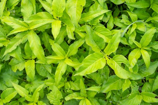 Akar kuning (Fibraurea tinctoria) yang berwarna cerah, siap diolah menjadi ramuan herbal. Tanaman endemik Kalimantan ini kaya akan senyawa bioaktif yang berpotensi mengatasi berbagai masalah kesehatan.