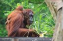 Pemandangan rimbunnya kanopi Hutan Lindung Wehea di Kalimantan Timur, menampilkan kekayaan vegetasi tropis yang menjadi rumah bagi keanekaragaman hayati, termasuk orangutan liar. Foto ini menggambarkan betapa pentingnya kawasan ini sebagai paru-paru dunia yang harus terus dijaga kelestariannya.