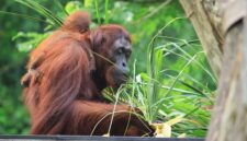 Pemandangan rimbunnya kanopi Hutan Lindung Wehea di Kalimantan Timur, menampilkan kekayaan vegetasi tropis yang menjadi rumah bagi keanekaragaman hayati, termasuk orangutan liar. Foto ini menggambarkan betapa pentingnya kawasan ini sebagai paru-paru dunia yang harus terus dijaga kelestariannya.