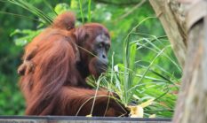 Wehea: Jantung Borneo yang Berdetak, Oase Kehidupan Liar Tersembunyi