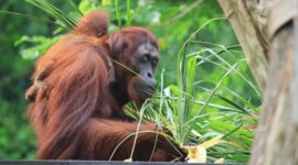 Pemandangan rimbunnya kanopi Hutan Lindung Wehea di Kalimantan Timur, menampilkan kekayaan vegetasi tropis yang menjadi rumah bagi keanekaragaman hayati, termasuk orangutan liar. Foto ini menggambarkan betapa pentingnya kawasan ini sebagai paru-paru dunia yang harus terus dijaga kelestariannya.