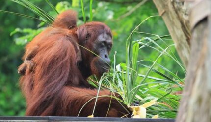 Wehea: Jantung Borneo yang Berdetak, Oase Kehidupan Liar Tersembunyi