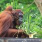 Pemandangan rimbunnya kanopi Hutan Lindung Wehea di Kalimantan Timur, menampilkan kekayaan vegetasi tropis yang menjadi rumah bagi keanekaragaman hayati, termasuk orangutan liar. Foto ini menggambarkan betapa pentingnya kawasan ini sebagai paru-paru dunia yang harus terus dijaga kelestariannya.