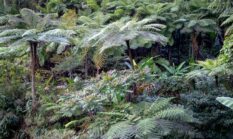 Wehea: Jantung Borneo yang Terlupakan, Penjaga Hutan Purba Kalimantan