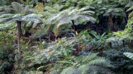Gambar ini menampilkan kemegahan kanopi Hutan Lindung Wehea di Kalimantan Timur, memperlihatkan rimbunnya pepohonan yang menjadi habitat vital bagi berbagai satwa liar dan sumber kehidupan masyarakat adat. Pemandangan ini merefleksikan pentingnya menjaga kelestarian hutan sebagai jantung ekosistem Borneo.