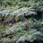 Gambar ini menampilkan kemegahan kanopi Hutan Lindung Wehea di Kalimantan Timur, memperlihatkan rimbunnya pepohonan yang menjadi habitat vital bagi berbagai satwa liar dan sumber kehidupan masyarakat adat. Pemandangan ini merefleksikan pentingnya menjaga kelestarian hutan sebagai jantung ekosistem Borneo.
