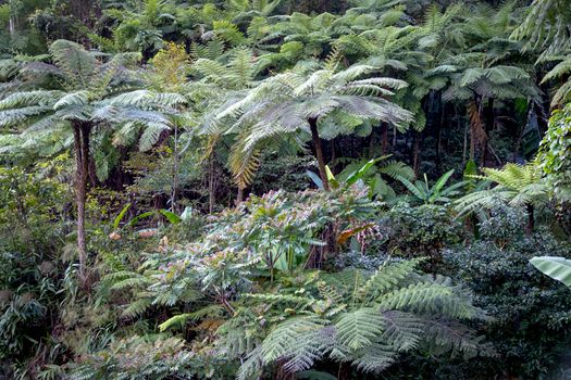 Gambar ini menampilkan kemegahan kanopi Hutan Lindung Wehea di Kalimantan Timur, memperlihatkan rimbunnya pepohonan yang menjadi habitat vital bagi berbagai satwa liar dan sumber kehidupan masyarakat adat. Pemandangan ini merefleksikan pentingnya menjaga kelestarian hutan sebagai jantung ekosistem Borneo.