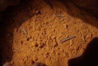 Ilustrasi akar kuning yang telah dipotong dan dikeringkan, siap untuk diolah menjadi ramuan herbal. Tanaman ini menyimpan potensi besar sebagai pelindung hati alami dari kekayaan hayati Indonesia.