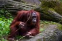Orangutan Kalimantan (Pongo pygmaeus) bergelantungan di kanopi pohon Hutan Lindung Wehea, menunjukkan kekayaan fauna dan keberhasilan konservasi di wilayah tersebut. Pemandangan ini menggambarkan harmoni antara satwa liar dan lingkungan hutan yang terjaga dengan baik.