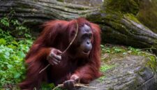 Orangutan Kalimantan (Pongo pygmaeus) bergelantungan di kanopi pohon Hutan Lindung Wehea, menunjukkan kekayaan fauna dan keberhasilan konservasi di wilayah tersebut. Pemandangan ini menggambarkan harmoni antara satwa liar dan lingkungan hutan yang terjaga dengan baik.