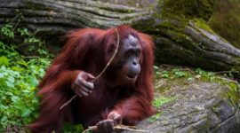Orangutan Kalimantan (Pongo pygmaeus) bergelantungan di kanopi pohon Hutan Lindung Wehea, menunjukkan kekayaan fauna dan keberhasilan konservasi di wilayah tersebut. Pemandangan ini menggambarkan harmoni antara satwa liar dan lingkungan hutan yang terjaga dengan baik.