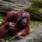 Orangutan Kalimantan (Pongo pygmaeus) bergelantungan di kanopi pohon Hutan Lindung Wehea, menunjukkan kekayaan fauna dan keberhasilan konservasi di wilayah tersebut. Pemandangan ini menggambarkan harmoni antara satwa liar dan lingkungan hutan yang terjaga dengan baik.