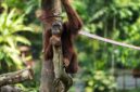 Seekor orangutan sedang bergelantungan bebas di rimbunnya kanopi pohon Hutan Lindung Wehea, Kalimantan Timur, menunjukkan kekayaan ekosistem alam yang perlu terus kita jaga. Pemandangan ini menggarisbawahi pentingnya melestarikan habitat alami untuk keberlangsungan hidup satwa liar endemik Indonesia.