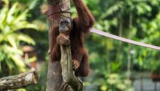 Seekor orangutan sedang bergelantungan bebas di rimbunnya kanopi pohon Hutan Lindung Wehea, Kalimantan Timur, menunjukkan kekayaan ekosistem alam yang perlu terus kita jaga. Pemandangan ini menggarisbawahi pentingnya melestarikan habitat alami untuk keberlangsungan hidup satwa liar endemik Indonesia.