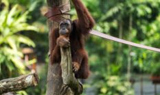 Wehea: Jantung Borneo yang Berdenyut dalam Ancaman Modernitas