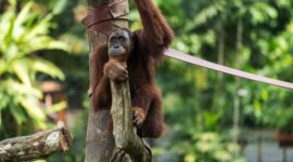 Seekor orangutan sedang bergelantungan bebas di rimbunnya kanopi pohon Hutan Lindung Wehea, Kalimantan Timur, menunjukkan kekayaan ekosistem alam yang perlu terus kita jaga. Pemandangan ini menggarisbawahi pentingnya melestarikan habitat alami untuk keberlangsungan hidup satwa liar endemik Indonesia.